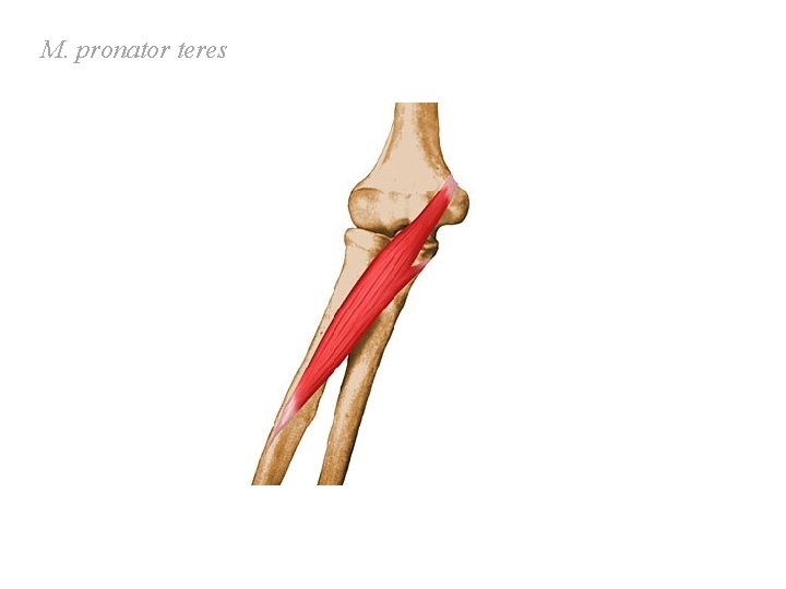 M. pronator teres M. pronator teres