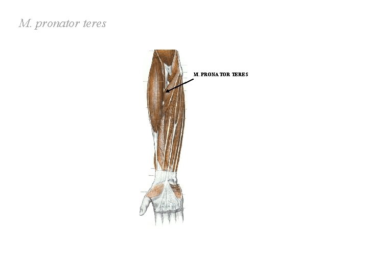 M. pronator teres M. PRONATOR TERES M. pronator teres M. PRONATOR TERES