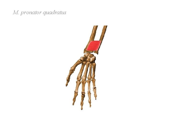 M. pronator quadratus M. pronator quadratus