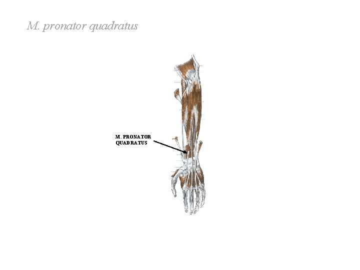 M. pronator quadratus M. PRONATOR QUADRATUS M. pronator quadratus M. PRONATOR QUADRATUS
