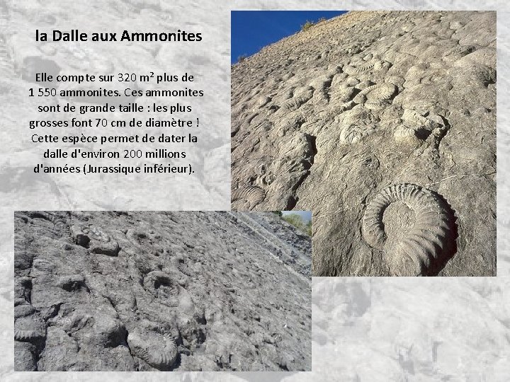 la Dalle aux Ammonites Elle compte sur 320 m² plus de 1 550 ammonites. la Dalle aux Ammonites Elle compte sur 320 m² plus de 1 550 ammonites.