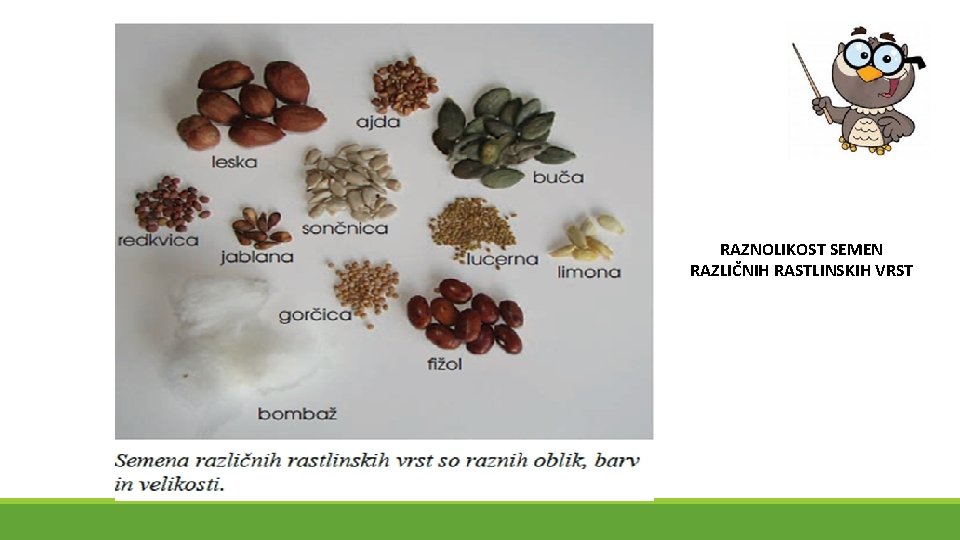 RAZNOLIKOST SEMEN RAZLIČNIH RASTLINSKIH VRST 