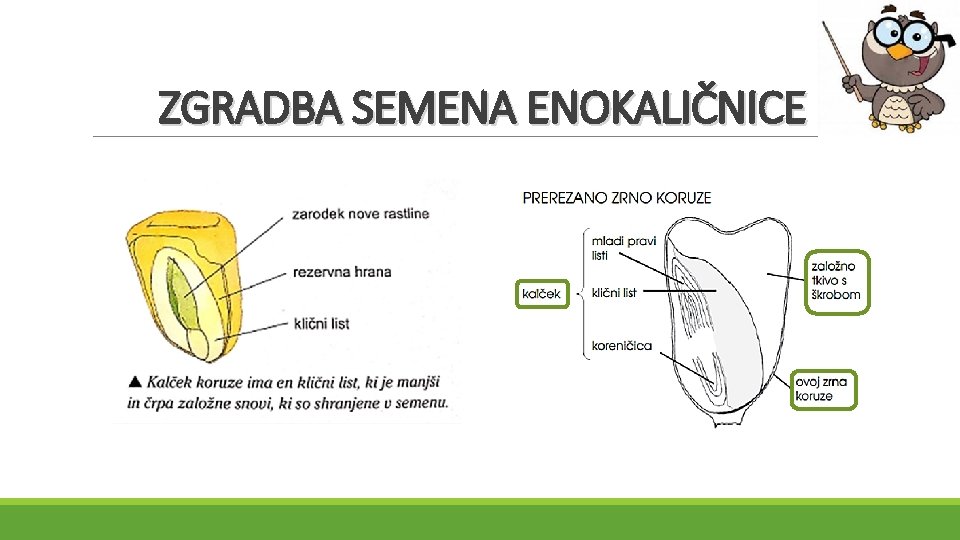 ZGRADBA SEMENA ENOKALIČNICE 