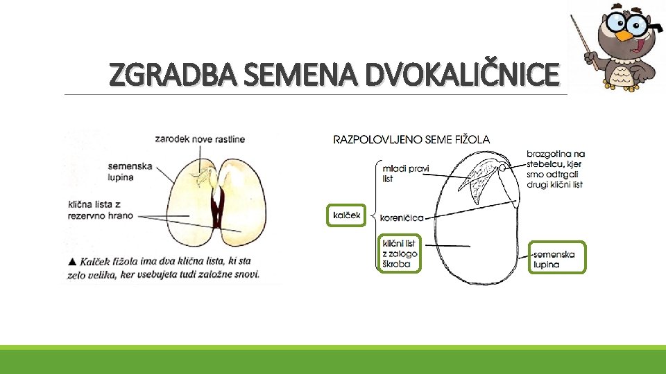 ZGRADBA SEMENA DVOKALIČNICE 