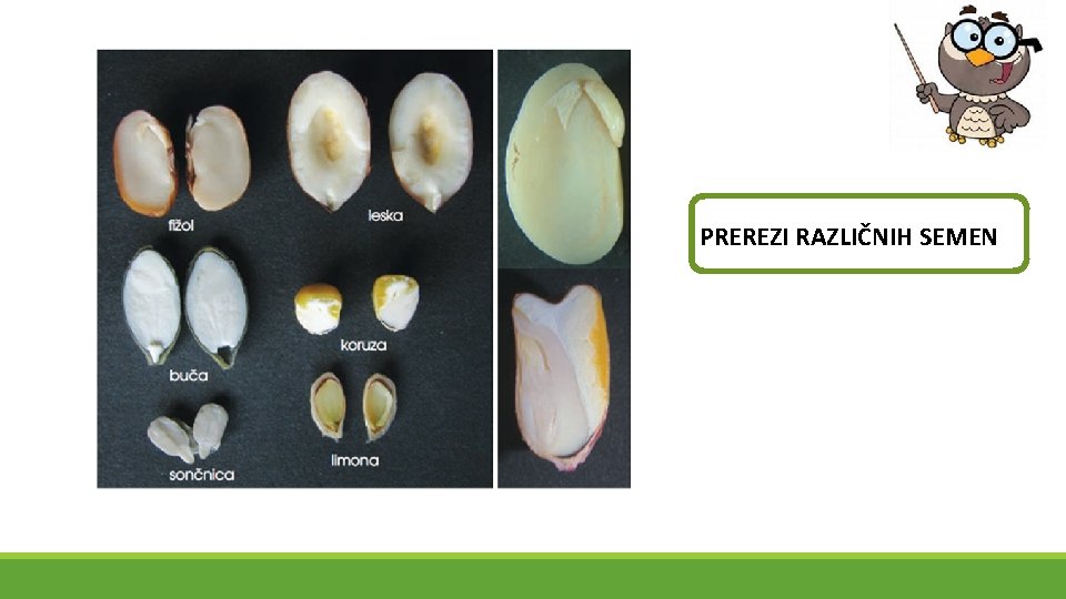 PREREZI RAZLIČNIH SEMEN 
