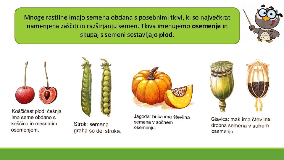 Mnoge rastline imajo semena obdana s posebnimi tkivi, ki so največkrat namenjena zaščiti in