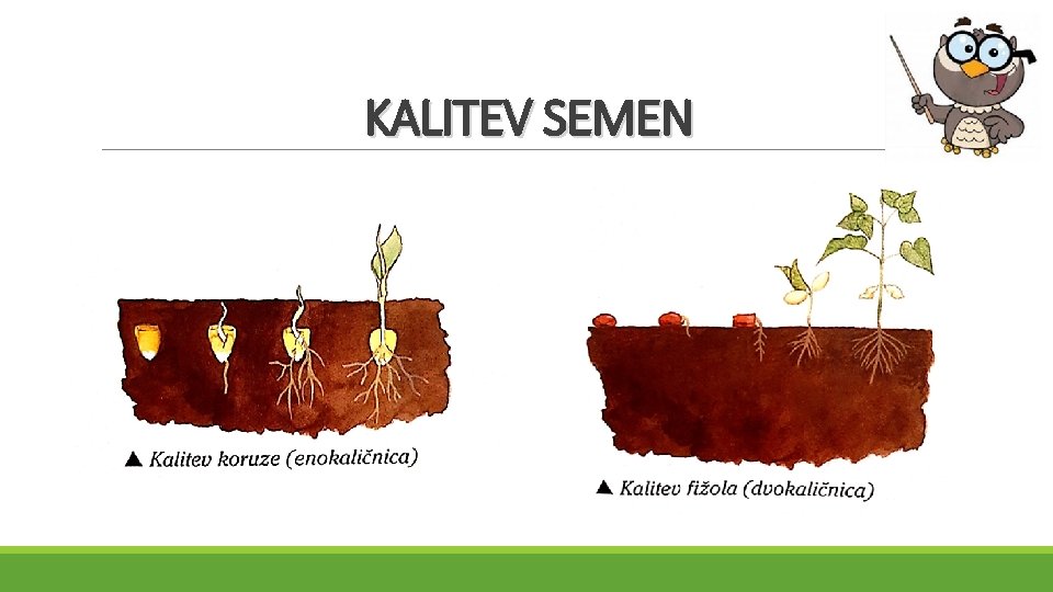 KALITEV SEMEN 
