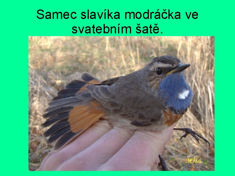 Samec slavíka modráčka ve svatebním šatě. 