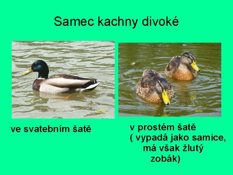 Samec kachny divoké ve svatebním šatě v prostém šatě ( vypadá jako samice, má