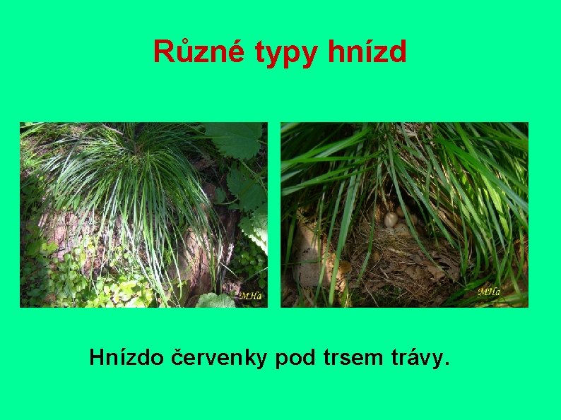 Různé typy hnízd Hnízdo červenky pod trsem trávy. 