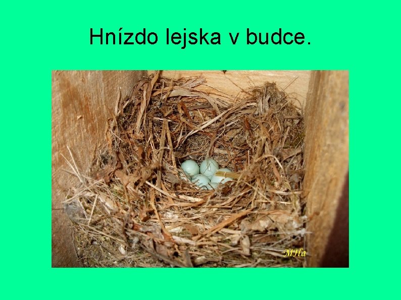 Hnízdo lejska v budce. 