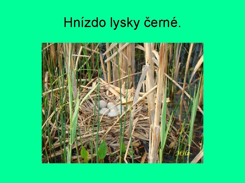 Hnízdo lysky černé. 