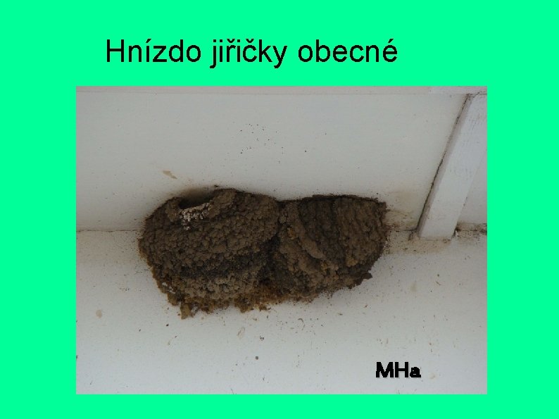 Hnízdo jiřičky obecné MHa 