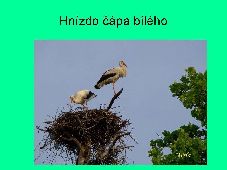 Hnízdo čápa bílého 