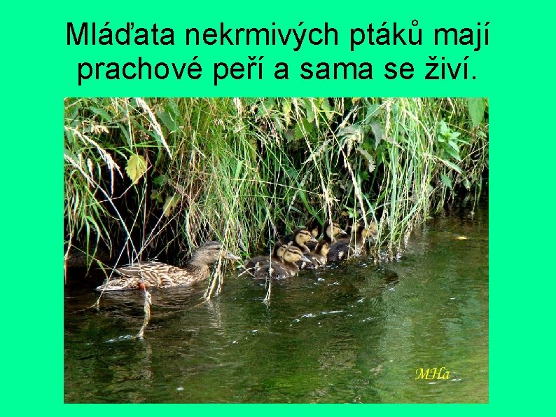 Mláďata nekrmivých ptáků mají prachové peří a sama se živí. 