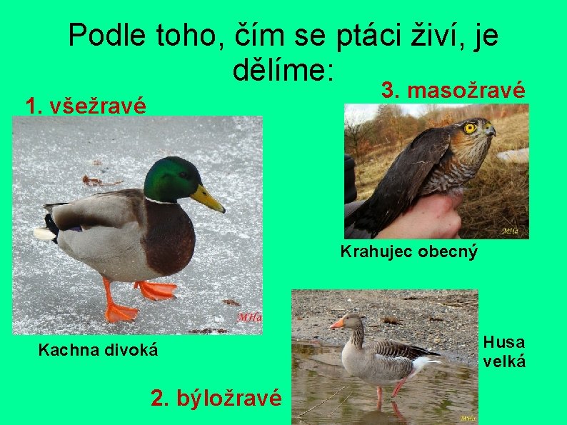 Podle toho, čím se ptáci živí, je dělíme: 3. masožravé 1. všežravé Krahujec obecný