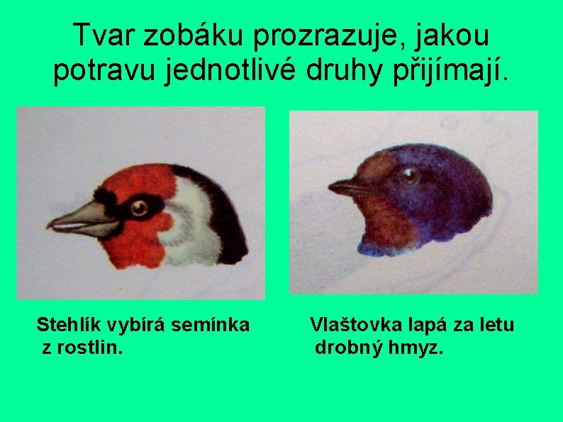 Tvar zobáku prozrazuje, jakou potravu jednotlivé druhy přijímají. Stehlík vybírá semínka z rostlin. Vlaštovka