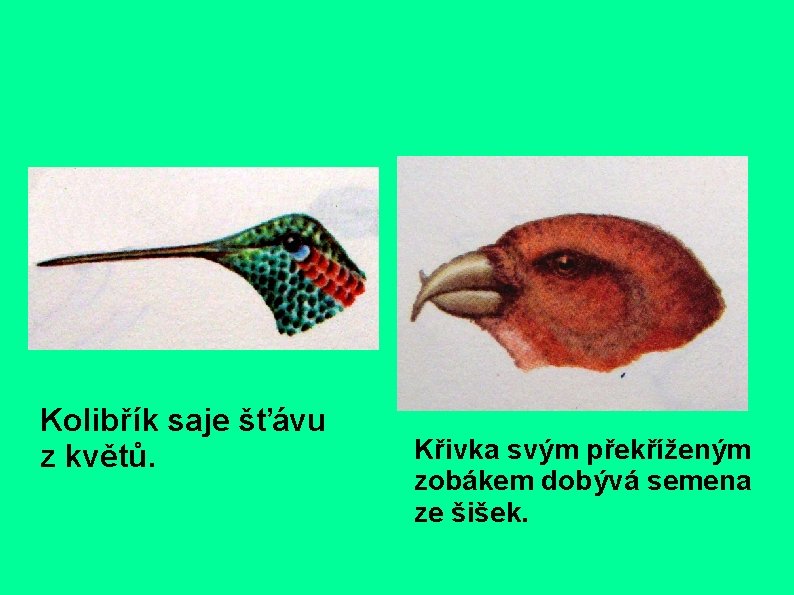 Kolibřík saje šťávu z květů. Křivka svým překříženým zobákem dobývá semena ze šišek. 