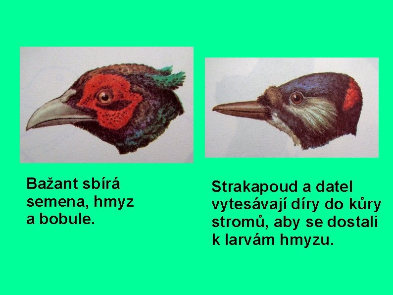 Bažant sbírá semena, hmyz a bobule. Strakapoud a datel vytesávají díry do kůry stromů,