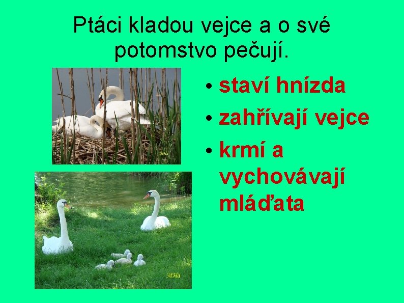 Ptáci kladou vejce a o své potomstvo pečují. • staví hnízda • zahřívají vejce