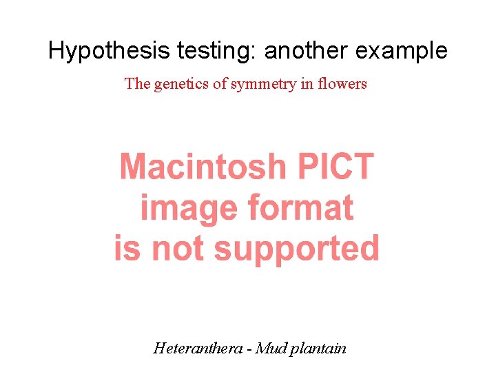 Hypothesis testing: another example The genetics of symmetry in flowers Heteranthera - Mud plantain