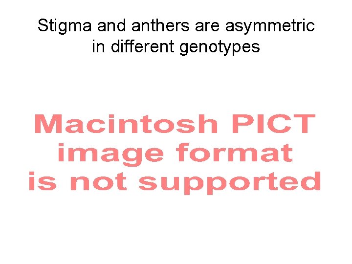 Stigma and anthers are asymmetric in different genotypes 