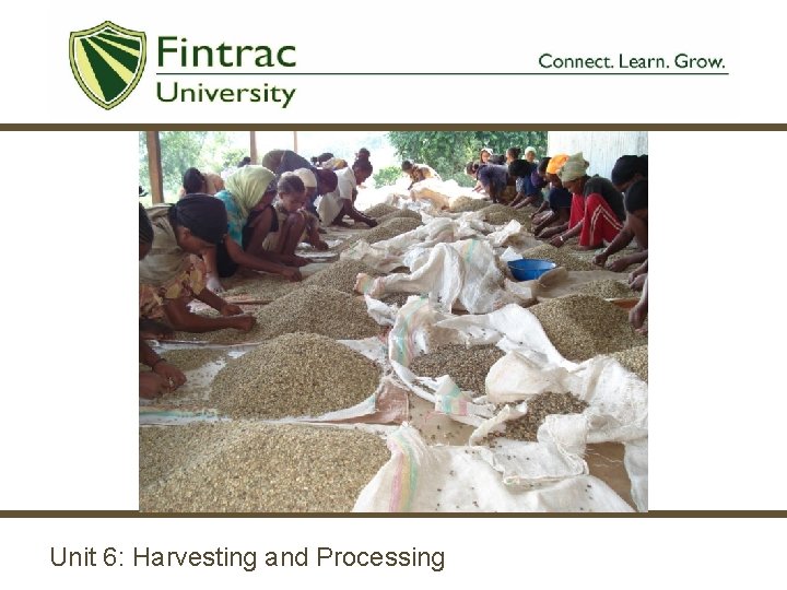 Unit 6: Harvesting and Processing 