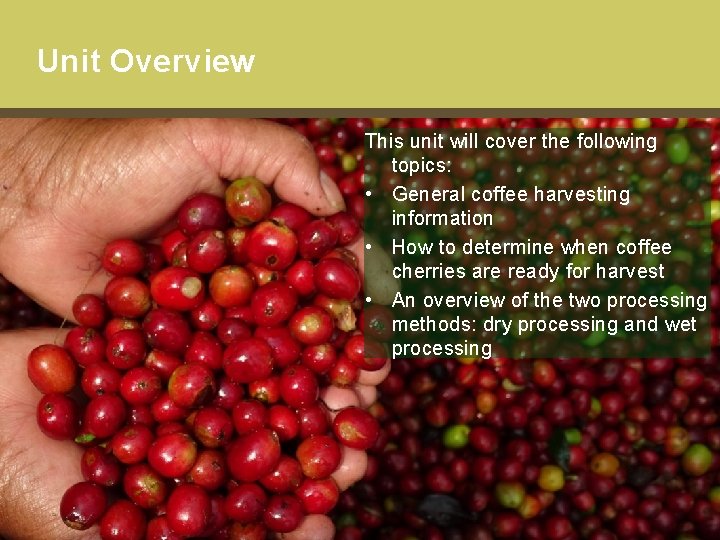 Unit Overview This unit will cover the following topics: • General coffee harvesting information