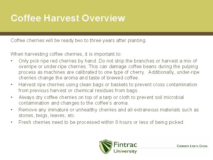 Coffee Harvest Overview Coffee cherries will be ready two to three years after planting.