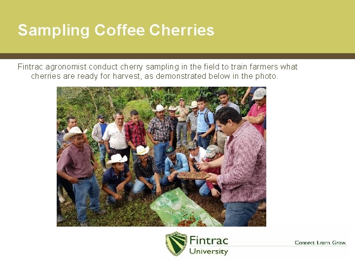 Sampling Coffee Cherries Fintrac agronomist conduct cherry sampling in the field to train farmers