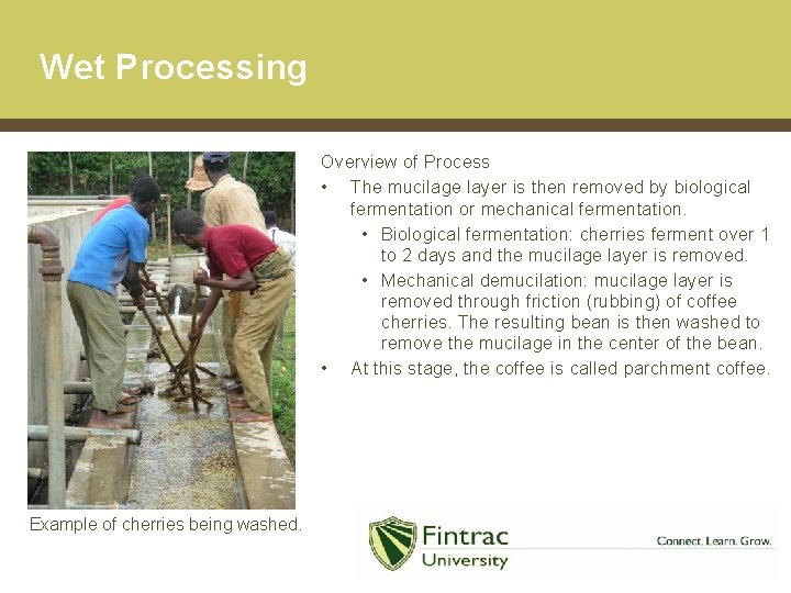 Wet Processing Overview of Process • The mucilage layer is then removed by biological