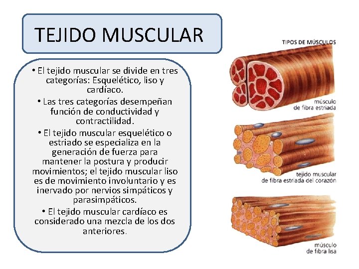 TEJIDO MUSCULAR • El tejido muscular se divide en tres categorías: Esquelético, liso y