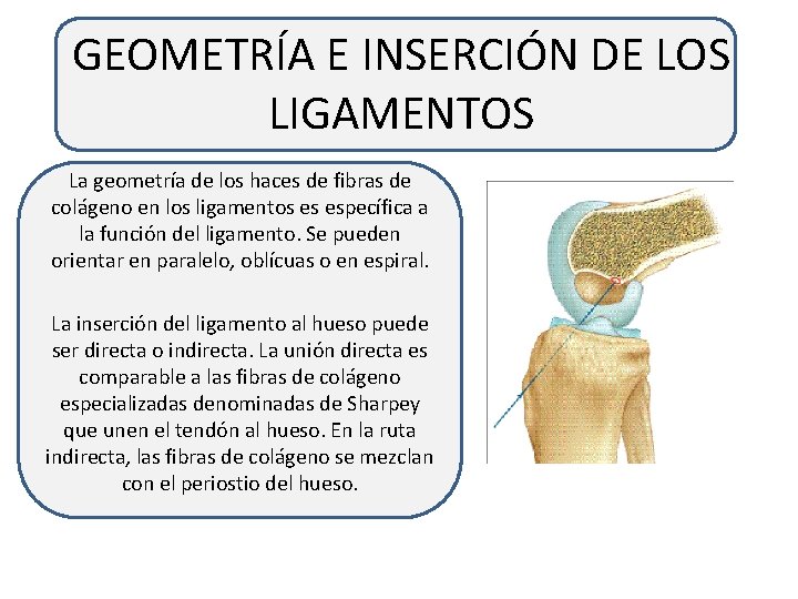 GEOMETRÍA E INSERCIÓN DE LOS LIGAMENTOS La geometría de los haces de fibras de