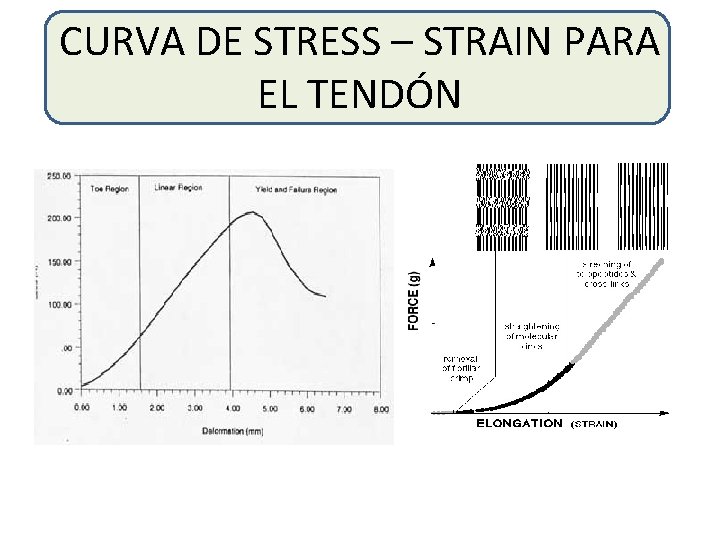 CURVA DE STRESS – STRAIN PARA EL TENDÓN 
