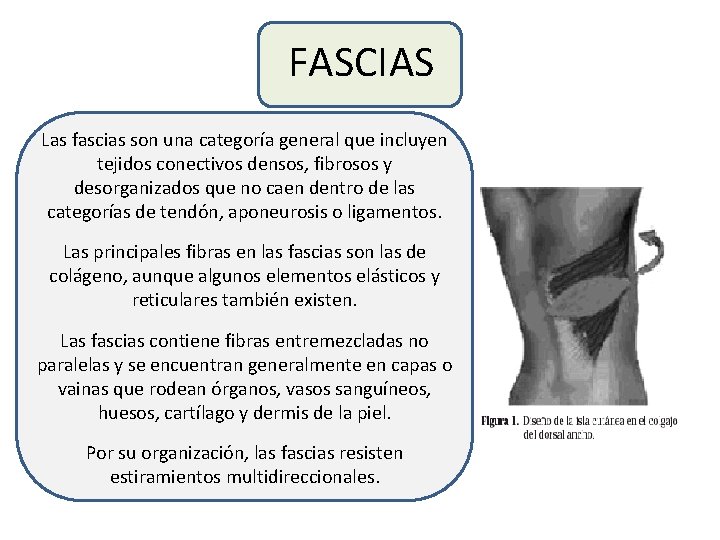 FASCIAS Las fascias son una categoría general que incluyen tejidos conectivos densos, fibrosos y