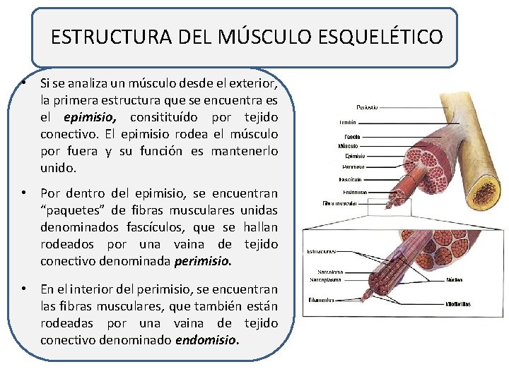 ESTRUCTURA DEL MÚSCULO ESQUELÉTICO • Si se analiza un músculo desde el exterior, la