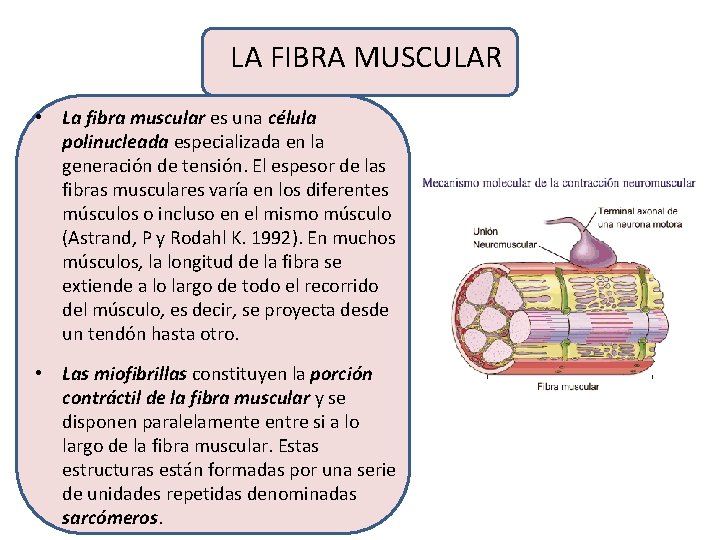 LA FIBRA MUSCULAR • La fibra muscular es una célula polinucleada especializada en la