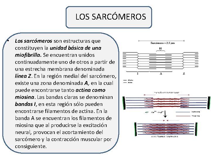 LOS SARCÓMEROS • Los sarcómeros son estructuras que constituyen la unidad básica de una