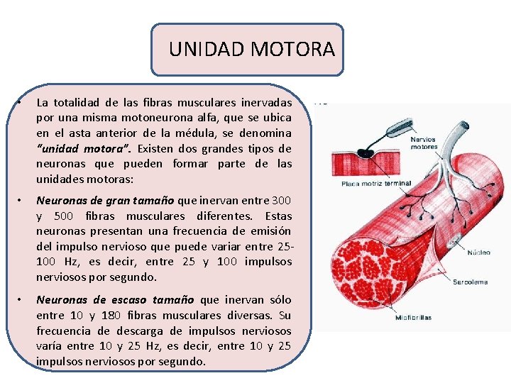 UNIDAD MOTORA • La totalidad de las fibras musculares inervadas por una misma motoneurona