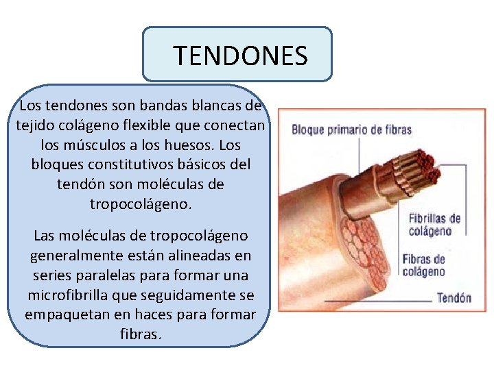 TENDONES Los tendones son bandas blancas de tejido colágeno flexible que conectan los músculos