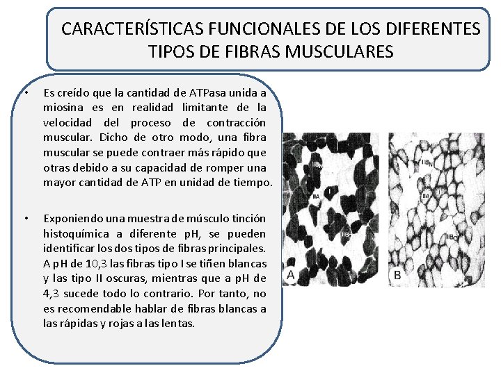 CARACTERÍSTICAS FUNCIONALES DE LOS DIFERENTES TIPOS DE FIBRAS MUSCULARES • Es creído que la