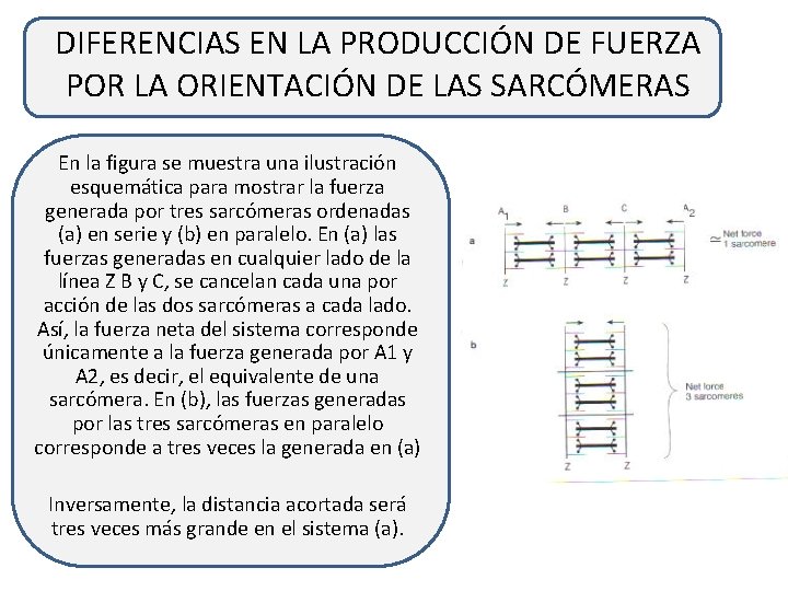 DIFERENCIAS EN LA PRODUCCIÓN DE FUERZA POR LA ORIENTACIÓN DE LAS SARCÓMERAS En la