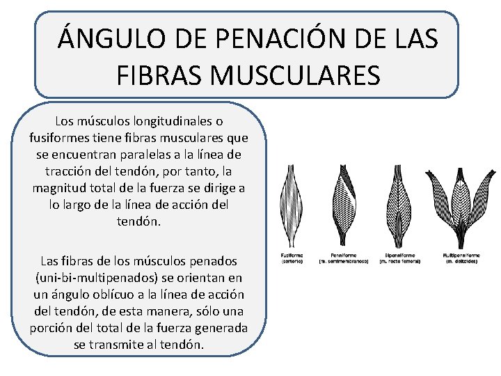 ÁNGULO DE PENACIÓN DE LAS FIBRAS MUSCULARES Los músculos longitudinales o fusiformes tiene fibras