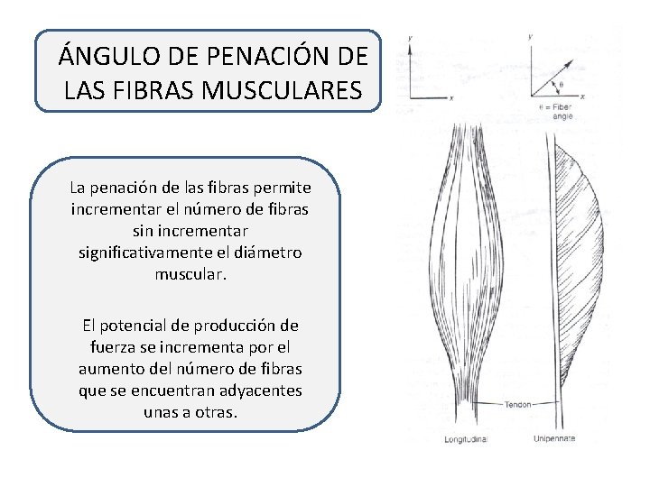 ÁNGULO DE PENACIÓN DE LAS FIBRAS MUSCULARES La penación de las fibras permite incrementar