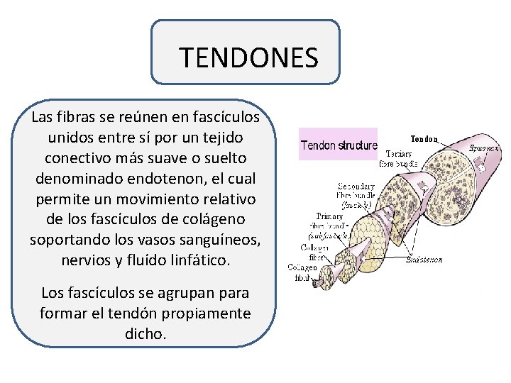 TENDONES Las fibras se reúnen en fascículos unidos entre sí por un tejido conectivo