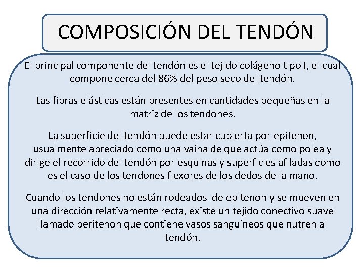COMPOSICIÓN DEL TENDÓN El principal componente del tendón es el tejido colágeno tipo I,