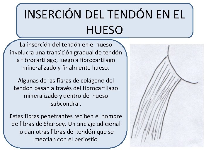 INSERCIÓN DEL TENDÓN EN EL HUESO La inserción del tendón en el hueso involucra