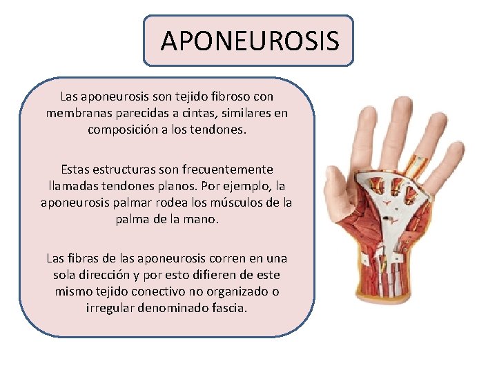 APONEUROSIS Las aponeurosis son tejido fibroso con membranas parecidas a cintas, similares en composición