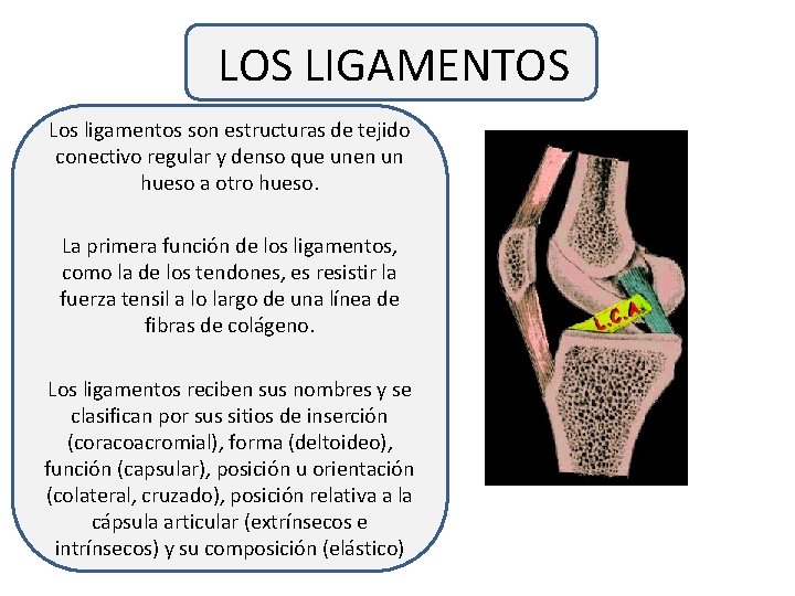 LOS LIGAMENTOS Los ligamentos son estructuras de tejido conectivo regular y denso que unen