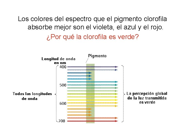 Los colores del espectro que el pigmento clorofila absorbe mejor son el violeta, el Los colores del espectro que el pigmento clorofila absorbe mejor son el violeta, el